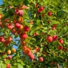 Mirabelle `Show Late´ Prunus Domestica Susp. Syriaca `Show Late´
