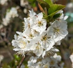 Zwergsauerkirsche Morellini Prunus Cerasus `Morellini´ -Geschäft Für Pflanzensamen Und Düngemittel Morellini Bl te 1