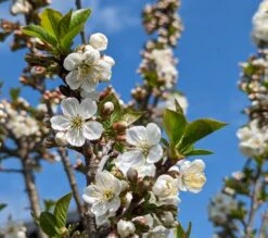 Zwergsauerkirsche Morellini Prunus Cerasus `Morellini´ -Geschäft Für Pflanzensamen Und Düngemittel Morellini Bl te0990A9bUHZmab