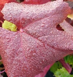 Blauer Muskateller Vitis `Blauer Muskateller´ -Geschäft Für Pflanzensamen Und Düngemittel Muskateller herbstf rbung