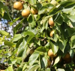 Nashi `Naddel Pear´ (Halbstamm Wurzelnackt) Pyrus Pyrifolia