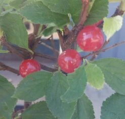 Nankingkirsche `Orient´ Prunus Tomentosa Orient -Geschäft Für Pflanzensamen Und Düngemittel Nankingkirsche Frucht