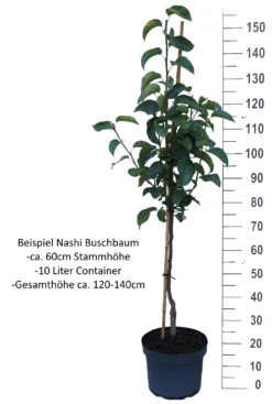 Nashi Nijiseiki Pyrus Pyrifolia `Nijiseiki´ 10 Nashi Nijiseiki Pyrus Pyrifolia `Nijiseiki´ -Geschäft Für Pflanzensamen Und Düngemittel Nashi Buschbaum weiss