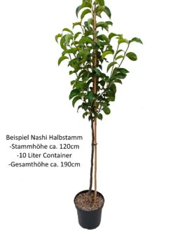 Benita®, Kreuzung Aus Birne Und Nashi Pyrus Pyrifolia `Benita´ -Geschäft Für Pflanzensamen Und Düngemittel Nashi Halbstamm1QA3uvqrlhlbLZ