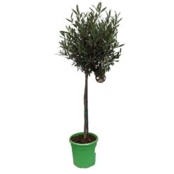 Olivenbaum - Stämmchen Olea Europaea -Geschäft Für Pflanzensamen Und Düngemittel Olivenbaum 1
