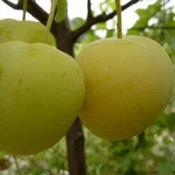 Oullins Reneklode Prunus Domestica Subsp. Italica `Oullins´ -Geschäft Für Pflanzensamen Und Düngemittel Oullins Reneklode Reneclaude q
