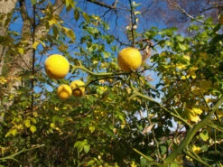 Dreiblättrige Orange Poncirus Trifoliata -Geschäft Für Pflanzensamen Und Düngemittel PONCIRUS trifoliata