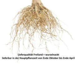 Wangenheims Frühzwetsche Prunus Domestica `Wangenheim´s Frühzwetsche´ -Geschäft Für Pflanzensamen Und Düngemittel Pflaume Beispiel wurzelnacktqF5OQIsBE8LEC