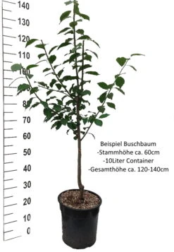 Ontariopflaume Prunus Domestica `Ontariopflaume´ -Geschäft Für Pflanzensamen Und Düngemittel Pflaume Buschbaum Beispiel Neu WeissyClol85QcOcqe