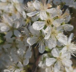 Pflausich Prunus Domestica `Pflausich´ -Geschäft Für Pflanzensamen Und Düngemittel Pflausich Bl te1