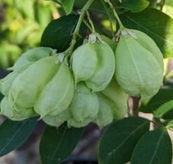 Rispen-Pimpernuss Staphylea Pinnata -Geschäft Für Pflanzensamen Und Düngemittel Pimpernuss Frucht