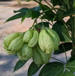 Rispen-Pimpernuss Staphylea Pinnata -Geschäft Für Pflanzensamen Und Düngemittel Pimpernuss Frucht1