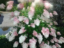 Rispenhortensie `Vanille-Fraise´ Hydrangea Paniculata `Vanille Fraise´ -Geschäft Für Pflanzensamen Und Düngemittel Pinky Winkie Hortensie5936a36f54caf