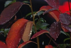 Prince William-Großfruchtige Felsenbirne Amelanchier `Prince William´ -Geschäft Für Pflanzensamen Und Düngemittel Prince William Kordes Jungpflanzen1