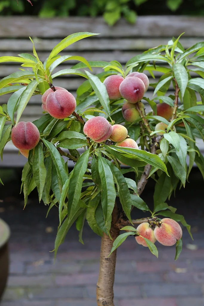 Zwergpfirsich `Bonanza´ Prunus Persica 1 Zwergpfirsich `Bonanza´ Prunus Persica