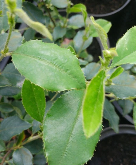 Chinesische Quitte / Holzquitte Pseudocydonia Sinensis 4 Chinesische Quitte / Holzquitte Pseudocydonia Sinensis – Bild 4