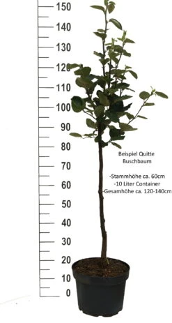 Cydora Robusta Cydonia Oblonga `Cydora Robusta´ -Geschäft Für Pflanzensamen Und Düngemittel Quitte Beispiel buschbaum weissjkFpXeMpz2mA0