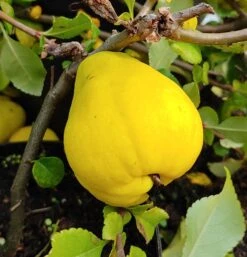 Chinesische Quitte / Holzquitte Pseudocydonia Sinensis 8 Chinesische Quitte / Holzquitte Pseudocydonia Sinensis -Geschäft Für Pflanzensamen Und Düngemittel Quitte Holzquitte