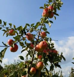 Rebella ® Malus Domestica -Geschäft Für Pflanzensamen Und Düngemittel Rebella 1