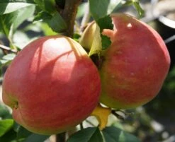 Rebella ® Malus Domestica -Geschäft Für Pflanzensamen Und Düngemittel RebellaJzAGDJsc1LAKH