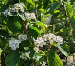 Erlenblättrige Eberesche `Red Bird´ Sorbus Alnifolia `Red Bird´ 7 Erlenblättrige Eberesche `Red Bird´ Sorbus Alnifolia `Red Bird´ -Geschäft Für Pflanzensamen Und Düngemittel Red Bird 1