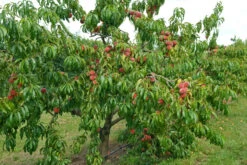 Pfirsich Red Haven Prunus Persica `Red Haven´ -Geschäft Für Pflanzensamen Und Düngemittel Red HAven Baum