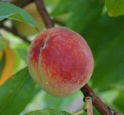 Pfirsich Red Haven Prunus Persica `Red Haven´ -Geschäft Für Pflanzensamen Und Düngemittel Red Haven