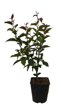 Säulenzierapfel "Red Obelisk" Malus `Red Obelisk´ -Geschäft Für Pflanzensamen Und Düngemittel Red Obelisk12