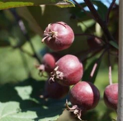 Säulenzierapfel "Red Obelisk" Malus `Red Obelisk´ -Geschäft Für Pflanzensamen Und Düngemittel Red Obelisk5b3b7e7a79821