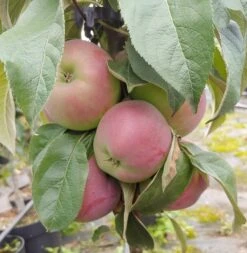 Säulenapfel `Red River´ Malus Domestica `Red River´ -Geschäft Für Pflanzensamen Und Düngemittel Red River