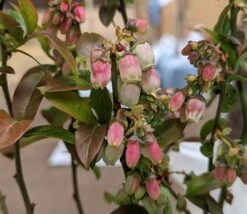 Heidelbeere - Reka Vaccinum Corymbosum `Reka´ -Geschäft Für Pflanzensamen Und Düngemittel Reka Bl te