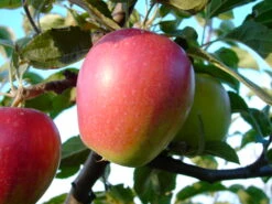 Retina ® Malus Domestica