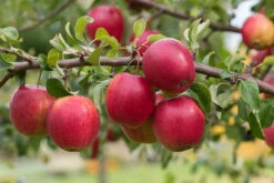 Rewena ® Malus Domestica -Geschäft Für Pflanzensamen Und Düngemittel Rewena 2