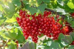 Rolan Ribes Rubrum `Rolan´ -Geschäft Für Pflanzensamen Und Düngemittel Rolan5zSdDOZ4hH6d8