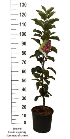 Säulenapfel `Rondo´ Malus Domestica `Rondo´ -Geschäft Für Pflanzensamen Und Düngemittel Rondo einj hrig weiss