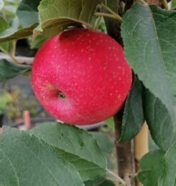 Rosette® Malus Domestica -Geschäft Für Pflanzensamen Und Düngemittel Rosette2