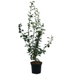 Rotdorn `Pauls Scarlet´ Crataegus Laevigata `Pauls Scarlet´ -Geschäft Für Pflanzensamen Und Düngemittel Rotdorn Pauls Scarlet