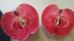 Rotfleischiger Apfel Malus Domestica -Geschäft Für Pflanzensamen Und Düngemittel Rotfleischiger Apfel57c42f5d1eba4