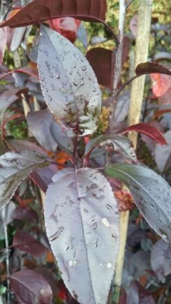 Zierapfel Royalty Malus `Royalty´ -Geschäft Für Pflanzensamen Und Düngemittel Royalty