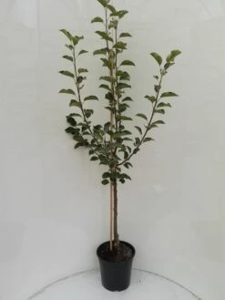 Rubinola Ⓢ Malus Domestica `Rubinola´ -Geschäft Für Pflanzensamen Und Düngemittel Rubinola Baum