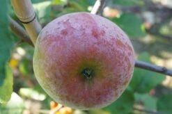Russinka Malus Domestica `Russinka´ -Geschäft Für Pflanzensamen Und Düngemittel Russinka3