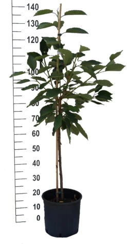 Kordia Prunus Avium `Kordia´ -Geschäft Für Pflanzensamen Und Düngemittel S sskirsche Beispiel BuschbaumN2icVMgDMyPhZ