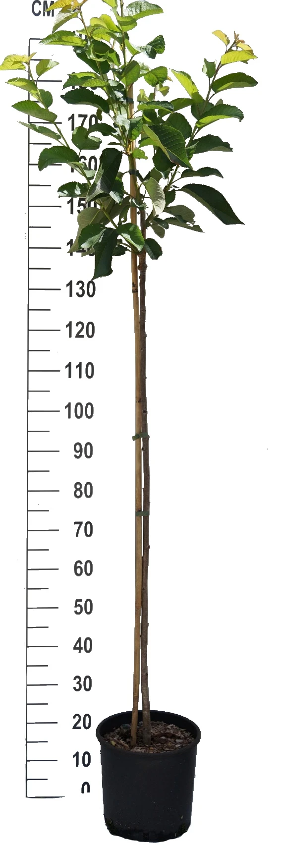 Süßkirsche `Tamara´ Prunus Avium 3 Süßkirsche `Tamara´ Prunus Avium – Bild 3