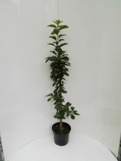 Säulensauerkirsche `Jachim´ Prunus Cerasus `Jachim´ -Geschäft Für Pflanzensamen Und Düngemittel S ulensauerkirsche