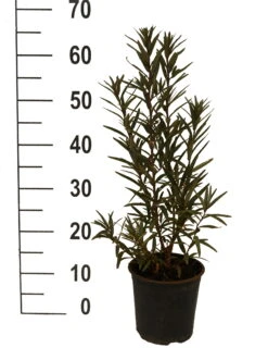 Sanddorn-Set - Kompakte Sorten (männlich&weiblich) Hippophae Rhamnoides -Geschäft Für Pflanzensamen Und Düngemittel Sanddorn Titty