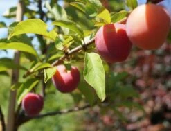 Santa Rosa Japanische Pflaume Prunus Salicina `Santa Rosa´ -Geschäft Für Pflanzensamen Und Düngemittel Santa Rosa Frucht im Juli