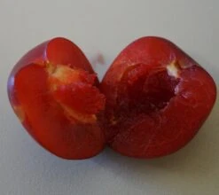 Santa Rosa Japanische Pflaume Prunus Salicina `Santa Rosa´ -Geschäft Für Pflanzensamen Und Düngemittel Santa rosa fruchtfleisch