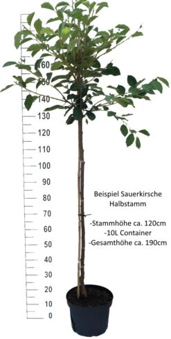 Morina ® Prunus Cerasus `Morina´ -Geschäft Für Pflanzensamen Und Düngemittel Sauerkirsche Beispiel HalbstammZsvXTaWPnPxVI