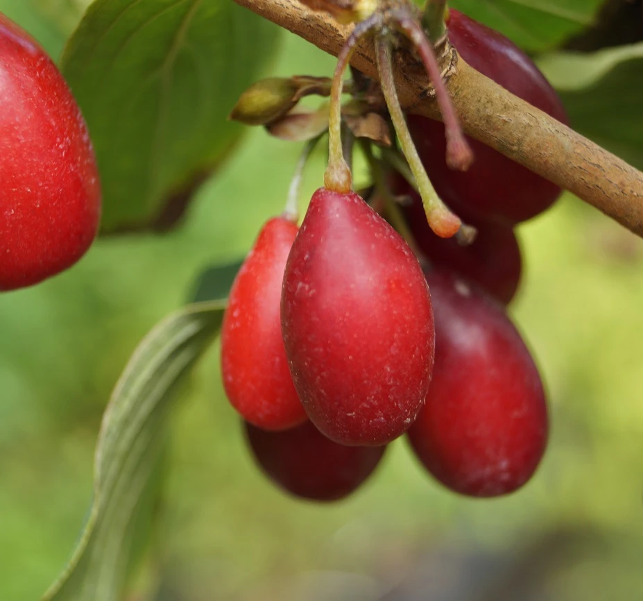 Großfrüchtige Kornelkirsche `Schönbrunner Gourmet Dirndl´ Cornus Mas `Schönbrunner Gourmetdirndl´ 5 Großfrüchtige Kornelkirsche `Schönbrunner Gourmet Dirndl´ Cornus Mas `Schönbrunner Gourmetdirndl´ – Bild 5