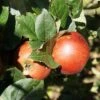 Schöner Aus Nordhausen Malus Domestica `Schöner Aus Nordhausen´